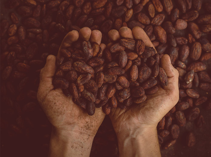 Hands holding cacao beans