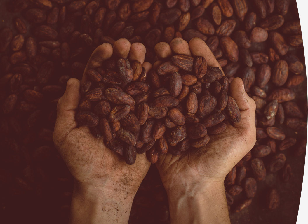 Hands holding cacao beans